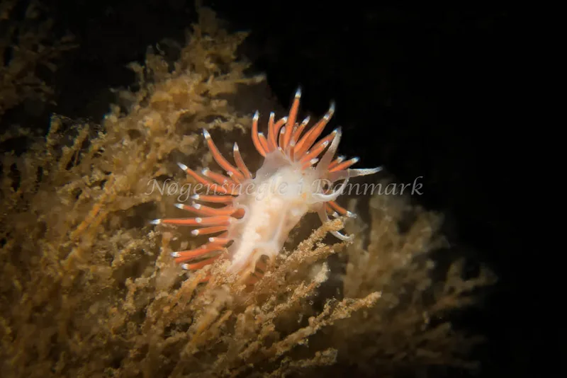 Microchlamylla gracilis - Oddesundbroen - Foto: Klaus Kevin Kristensen