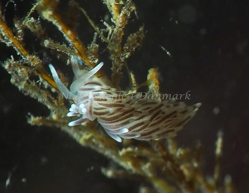 Cuthonella concinna - Ammoniakhavnen - Foto: Jens Egon Jørgensen