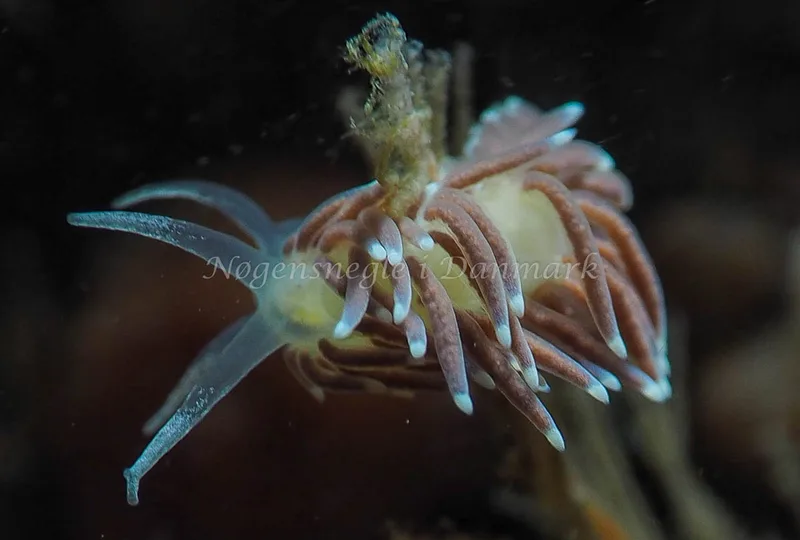 Cuthonella concinna - Ammoniakhavnen - Foto: Jens Egon Jørgensen
