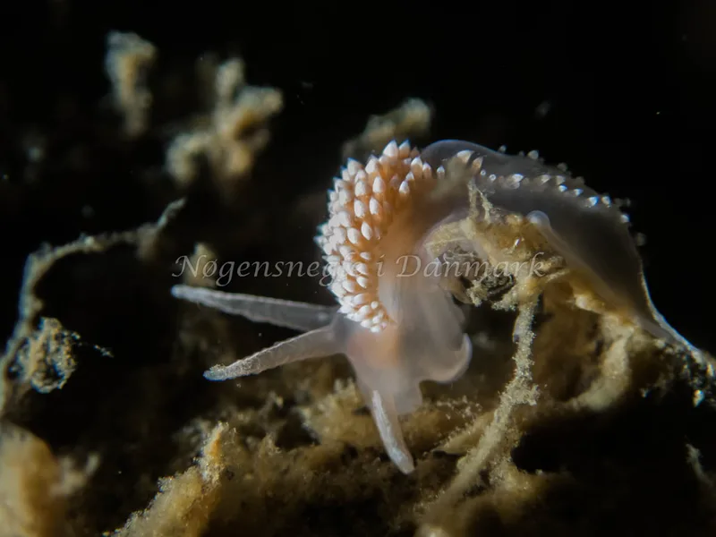 Coryphella verrucosa - Otto S/S (Vrag) - Foto: Kenneth Krull