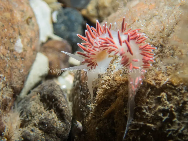 Coryphella verrucosa rufibranchialis - Søbadet - Foto: Kenneth Krull