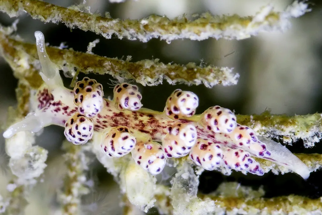 Diaphorodoris luteocincta hvid dorid med rødt rygfelt, gult kappebånd og langt, spidst haleafsnit.