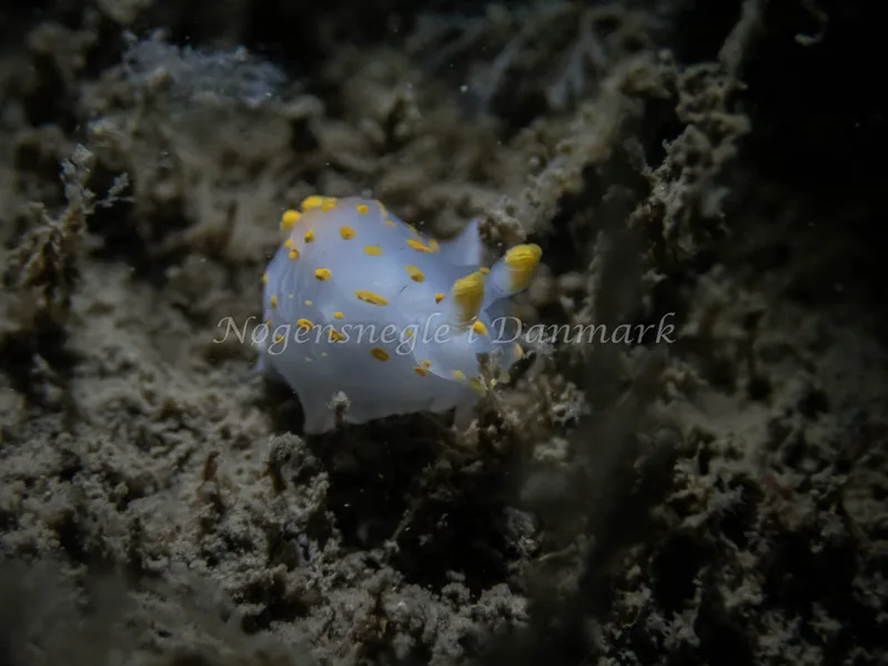 Polycera quadrilineata - Cementbåden (Vrag) - Foto: Kenneth Krull