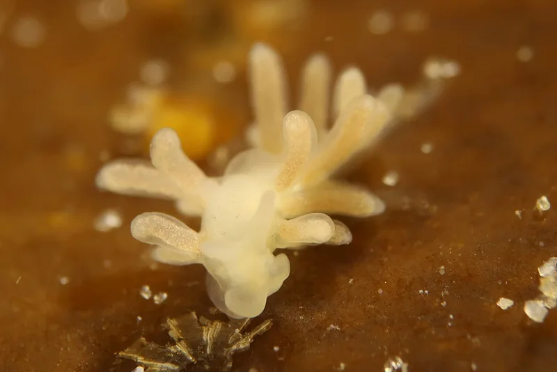 Embletonia pulchra fotografi