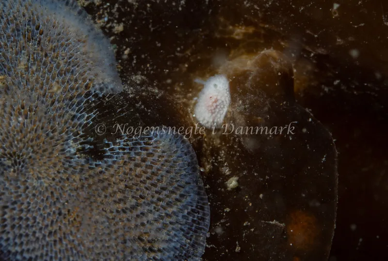 Onchidoris muricata - Lyngsbo Strand - Foto: Tina Hindal
