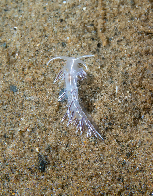 Gulenia monicae - Lyngsbo Strand - Foto: Tina Hindal