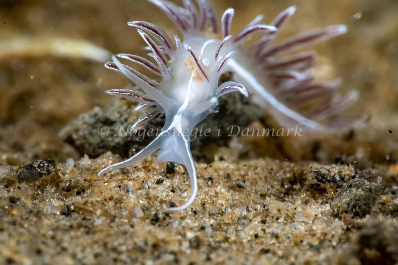 Gulenia monicae - Lyngsbo Strand - Foto: Tina Hindal
