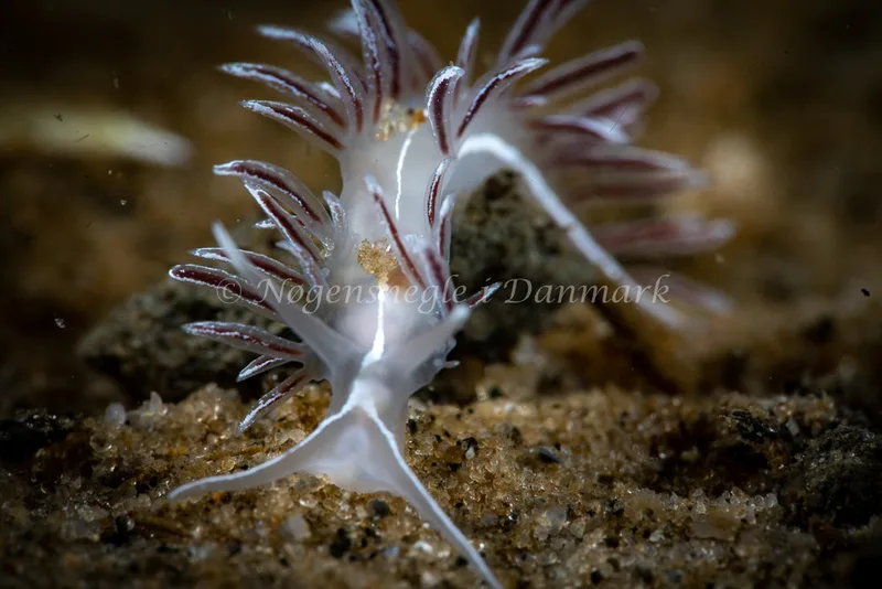 Gulenia monicae - Lyngsbo Strand - Foto: Tina Hindal