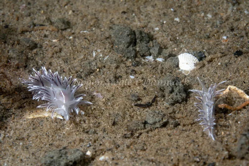 Gulenia monicae - Lyngsbo Strand - Foto: Tina Hindal