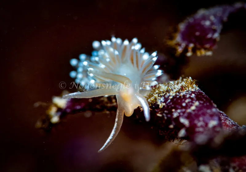 Coryphella verrucosa - Ammoniakhavnen - Foto: Tina Hindal