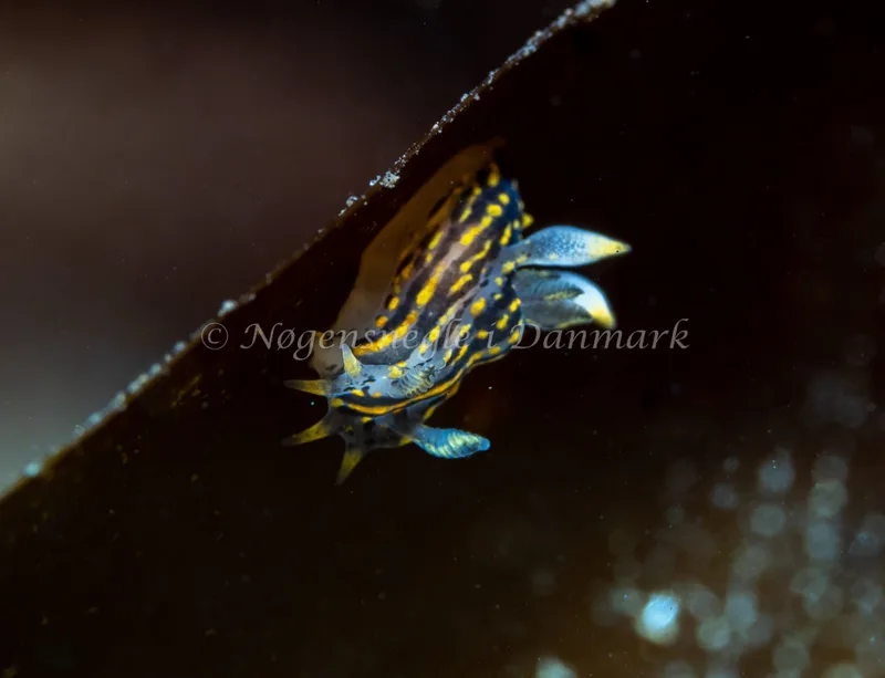 Polycera quadrilineata - Ammoniakhavnen - Foto: Tina Hindal