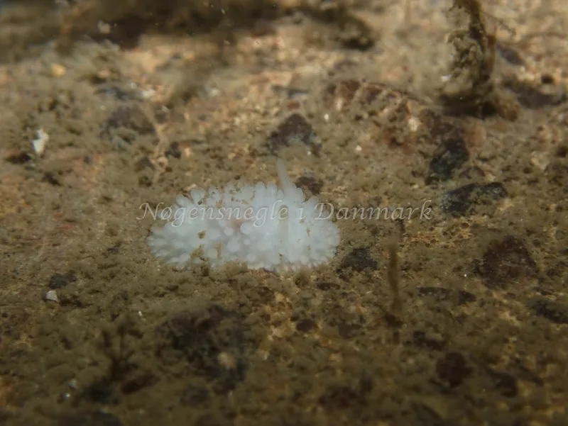 Onchidoris muricata - Hven Prammen (Vrag) - Øresund - Foto: Kenneth Krull