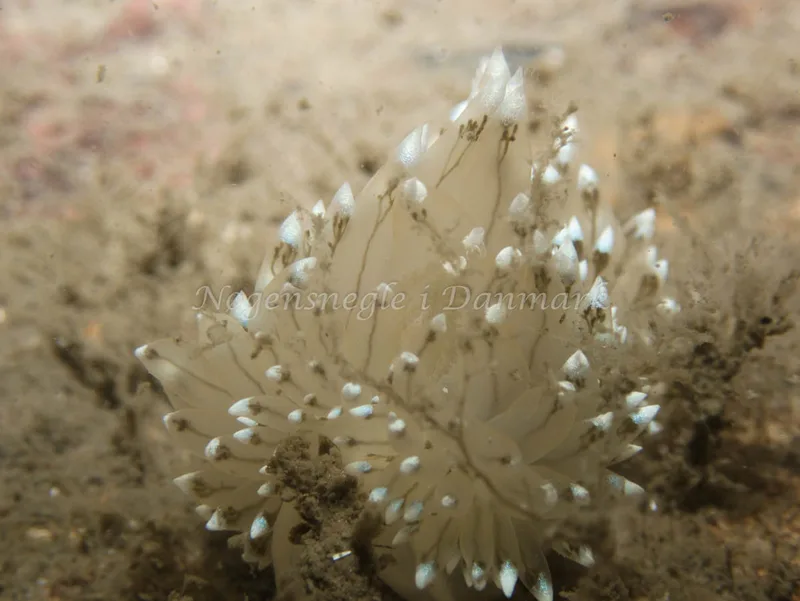 Antiopella cristata - Hven Prammen (Vrag) - Øresund - Foto: Kenneth Krull