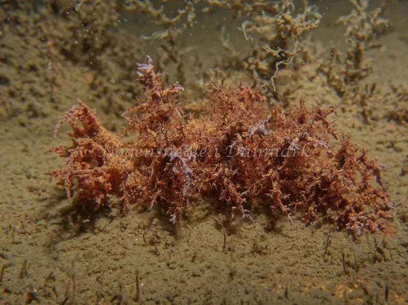 Dendronotus europaeus - Hven Prammen - Foto: Kenneth Krull