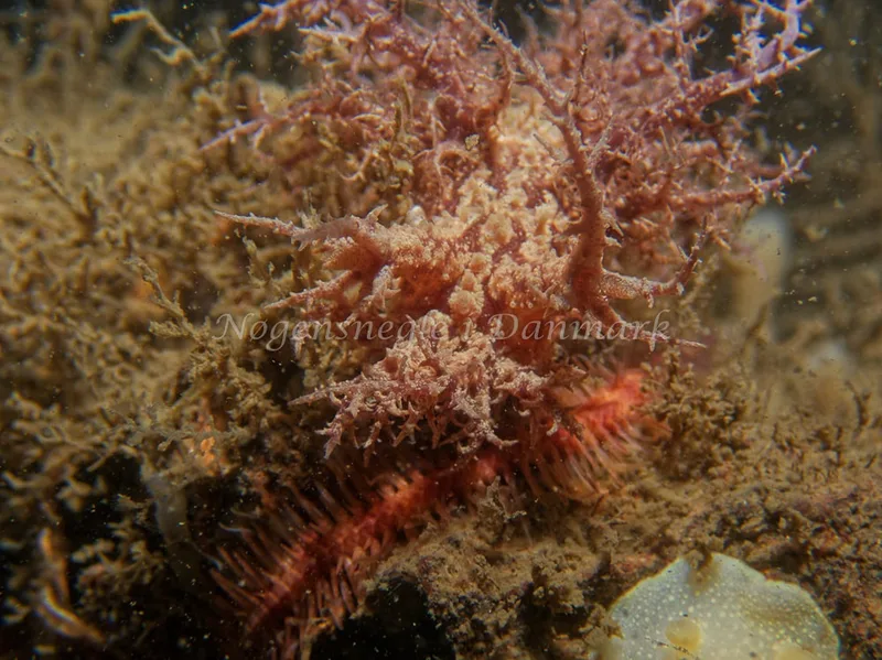Dendronotus europaeus - Hven Prammen - Foto: Kenneth Krull