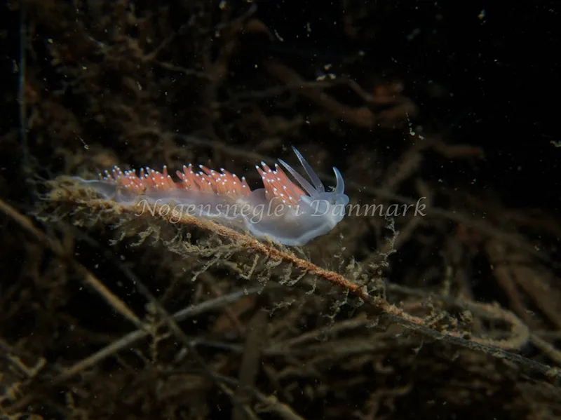 Coryphella verrucosa rufibranchialis - Hven Prammen - Foto: Kenneth Krull