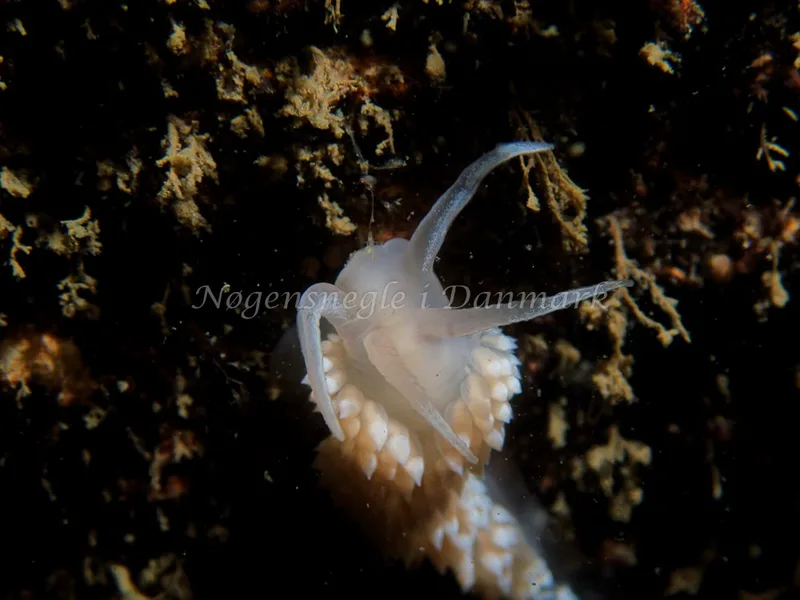 Coryphella verrucosa - Hven Prammen - Foto: Kenneth Krull