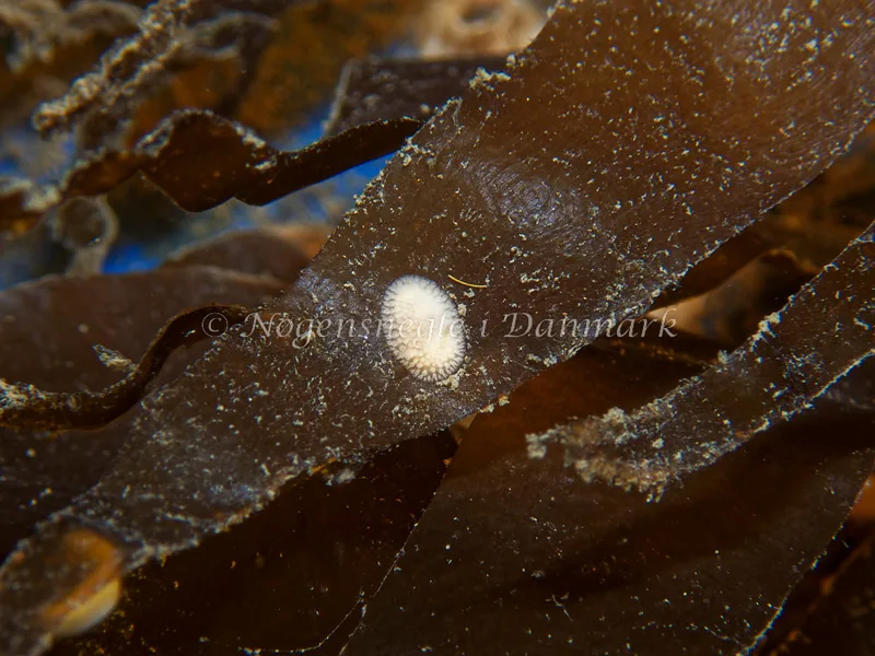 Onchidoris muricata - Bjugnfjord (Vrag) - Foto: Kenneth Krull