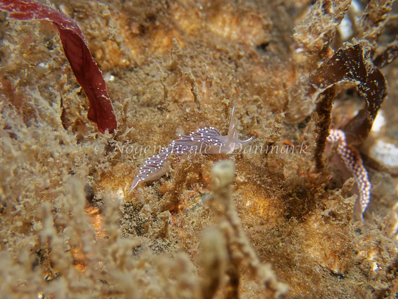 Coryphella verrucosa - Bjugnfjord (Vrag) - Foto: Kenneth Krull