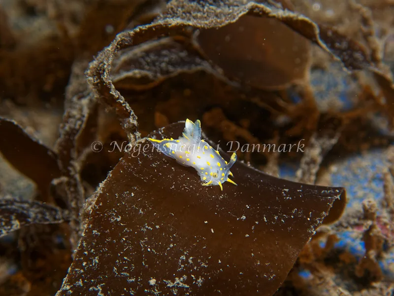 Polycera quadrilineata - Bjugnfjord (Vrag) - Foto: Kenneth Krull