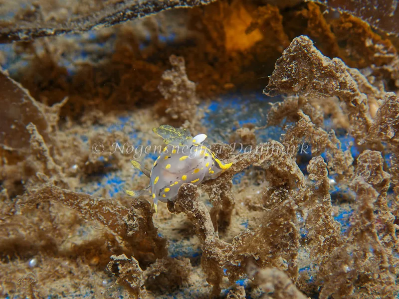 Polycera quadrilineata - Bjugnfjord (Vrag) - Foto: Kenneth Krull