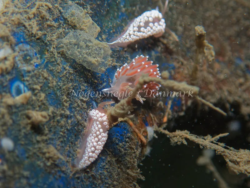 Coryphella verrucosa - Bjugnfjord (Vrag) - Foto: Kenneth Krull