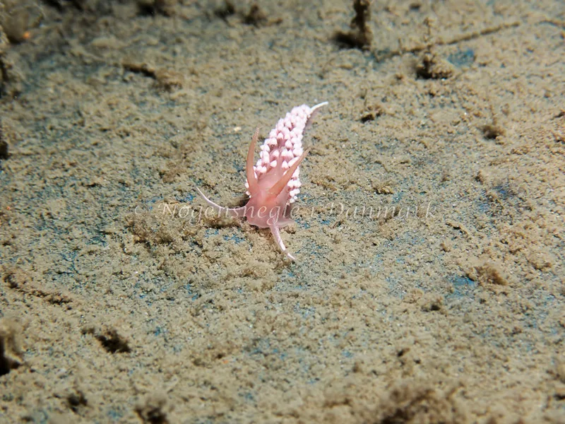 Coryphella verrucosa - Bjugnfjord (Vrag) - Foto: Kenneth Krull