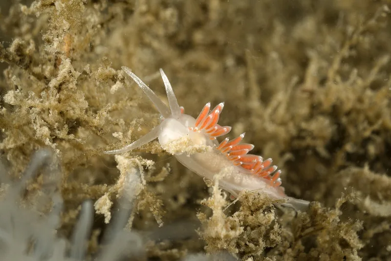 Microchlamylla gracilis - Oddesund - Foto: Klaus Kevin Kristensen
