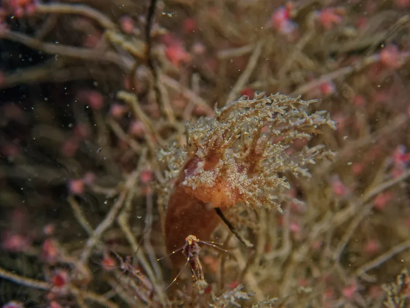 Dendronotus europaeus - Landgangsbåden (Vrag) - Foto: Kenneth Krull