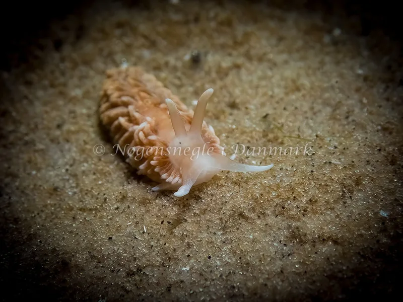 Aeolidiella glauca - Skagen, Sønderstrand - Foto: Thomas Hyldig