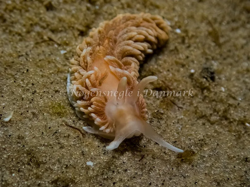 Aeolidiella glauca - Skagen, Sønderstrand - Foto: Thomas Hyldig