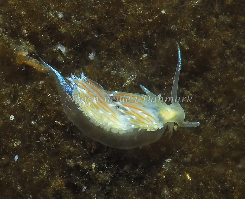 Facelina bostoniensis - Kollund Lillestrand - Foto: Jens Egon Jørgensen