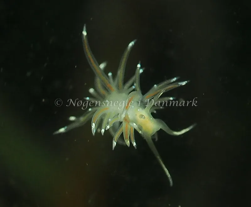 Facelina bostoniensis - Kollund Lillestrand - Foto: Jens Egon Jørgensen