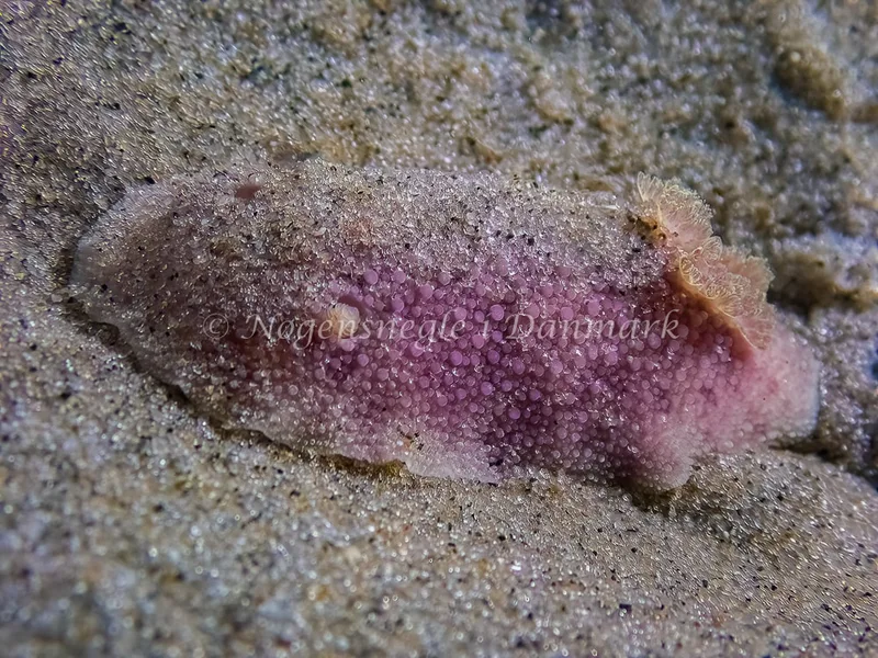 Doris pseudoargus - Skagen, Sønderstrand - Foto: Thomas Hyldig
