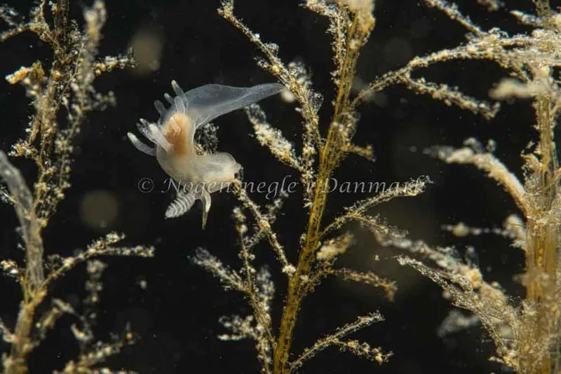 Ancula gibbosa - Ammoniakhavnen - Foto: Kim Sørensen