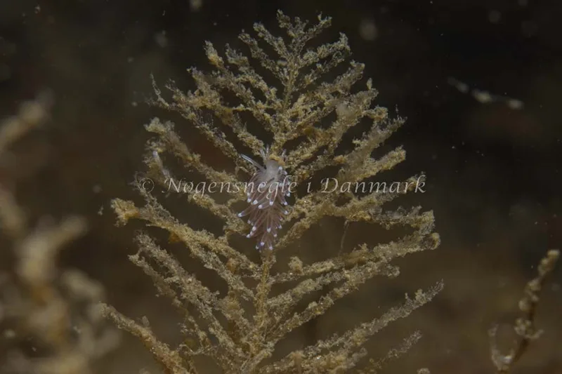 Cuthonella concinna - Ammoniakhavnen - Foto: Kim Sørensen