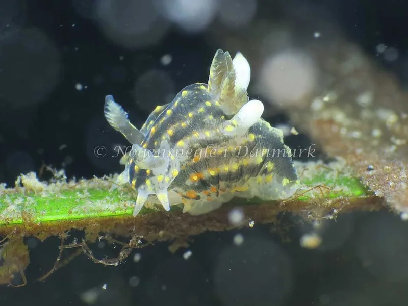 Polycera quadrilineata - Knudshoved Færgehavn - Foto: HP Ølgaard