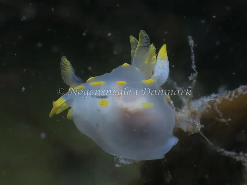 Polycera quadrilineata - Knudshoved Færgehavn - Foto: HP Ølgaard