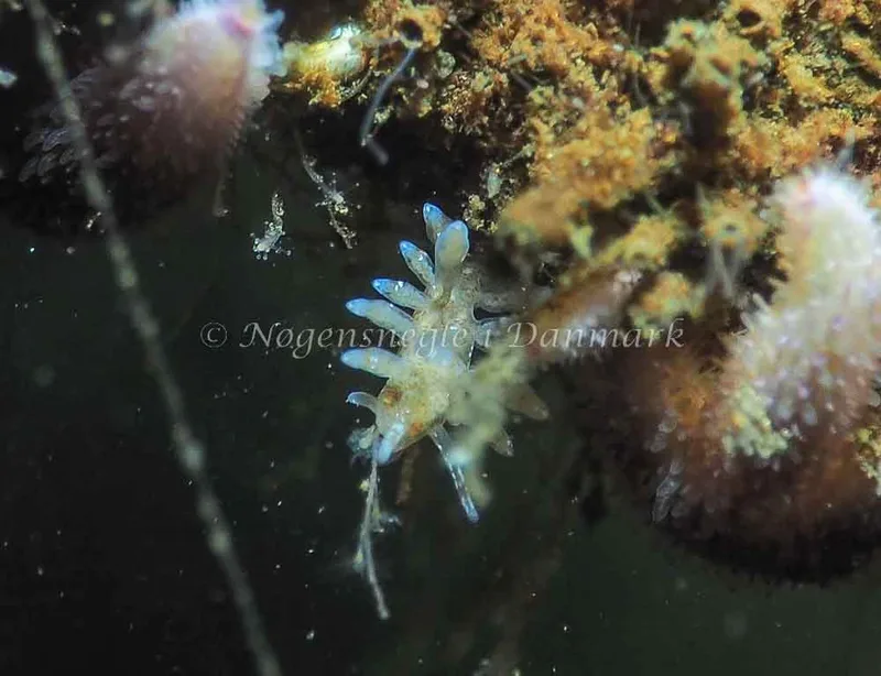 Eubranchus rupium - Kollund Lillestrand - Foto: Jens Egon Jørgensen