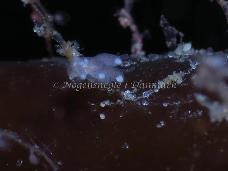 Tergipes tergipes - Molslinjen Mole, Aarhus - Foto: HP Ølgaard
