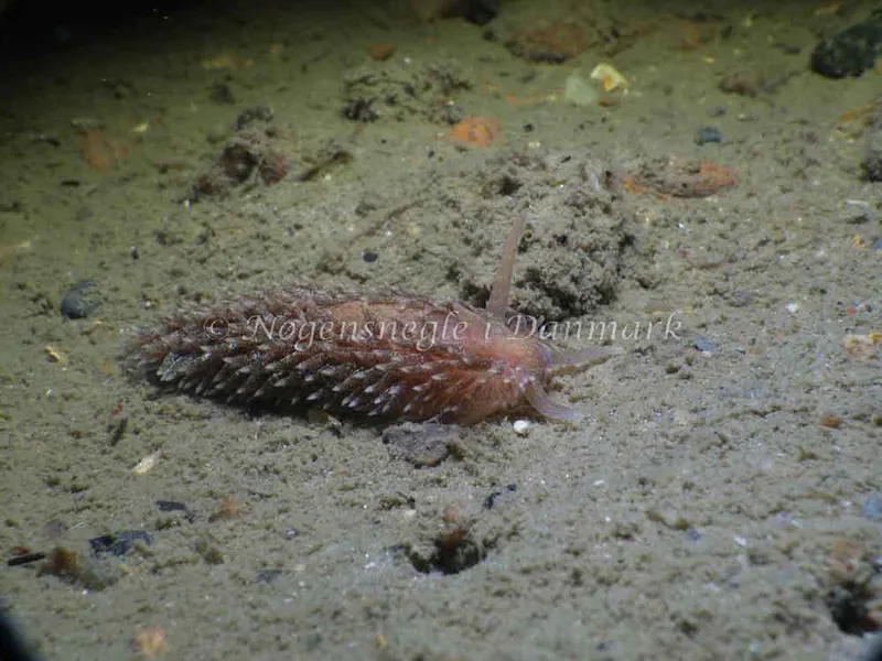 Aeolidia papillosa - Molslinjen Mole, Aarhus - Foto: HP Ølgaard