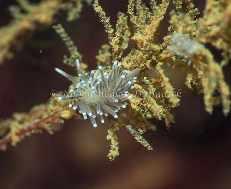 Cuthonella concinna - Ammoniakhavnen - Foto: Jens Egon Jørgensen