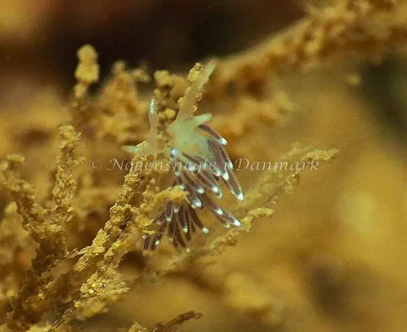 Cuthonella concinna - Ammoniakhavnen - Foto: Jens Egon Jørgensen