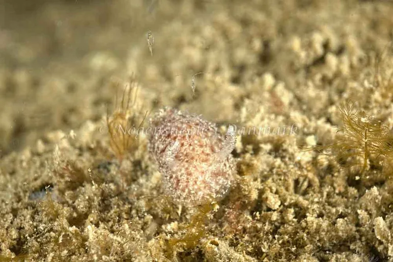 Acanthodoris pilosa - Molslinjen Mole, Aarhus - Foto: Klaus Kevin Kristensen