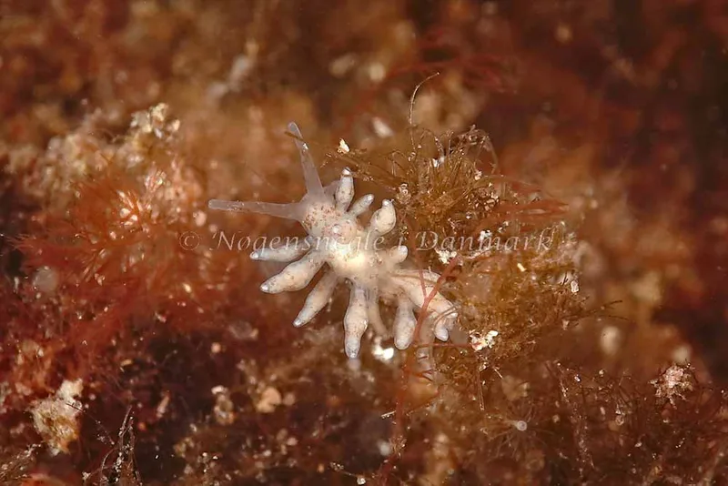 Eubranchus rupium - Molslinjen Mole, Aarhus - Foto: Klaus Kevin Kristensen