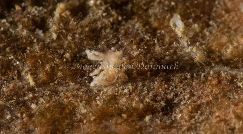 Eubranchus scintillans - Ammoniakhavnen - Foto: Pernille Køjborg