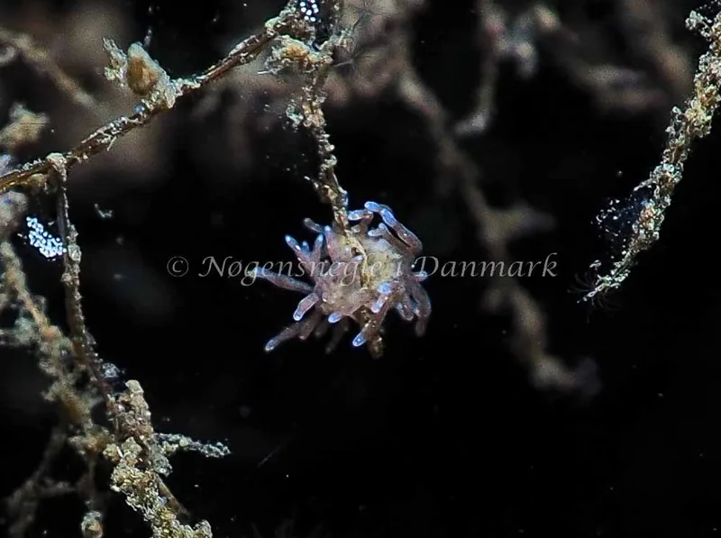 Eubranchus rupium - Kollund Lillestrand - Foto: Jens Egon Jørgensen