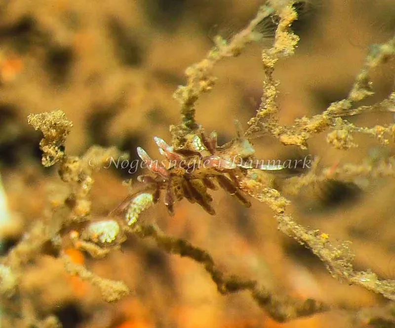 Eubranchus rupium - Kollund Lillestrand - Foto: Jens Egon Jørgensen