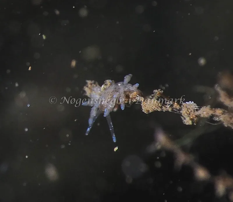Eubranchus rupium - Kollund Lillestrand - Foto: Jens Egon Jørgensen