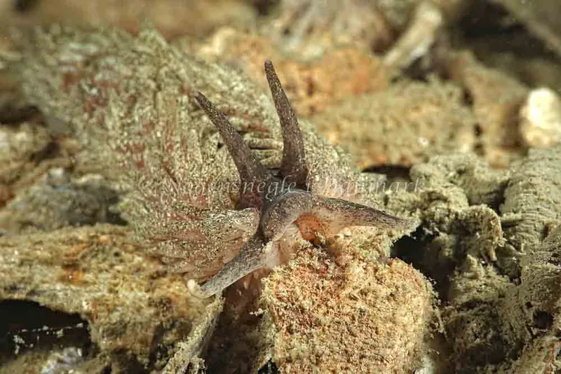 Aeolidia papillosa - Hindsgavl Bro - Foto: Klaus Kevin Kristensen